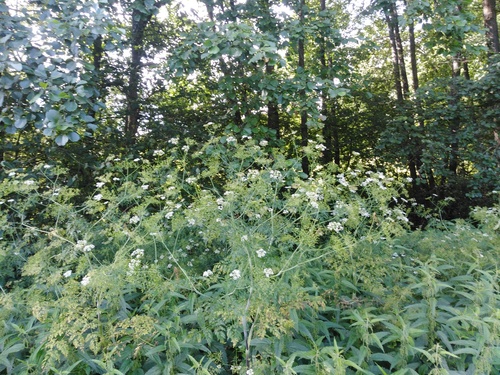 Turnip-root chervil (Chaerophyllum bulbosum)