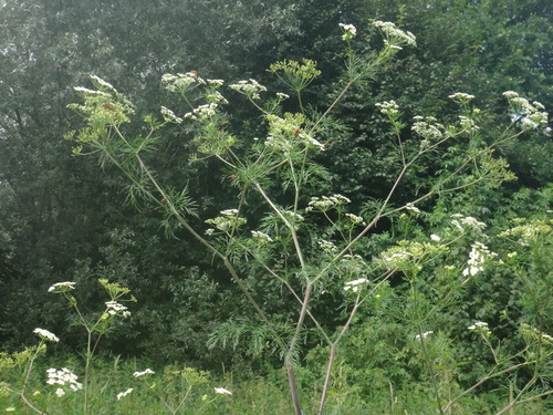 Turnip-root chervil (Chaerophyllum bulbosum)