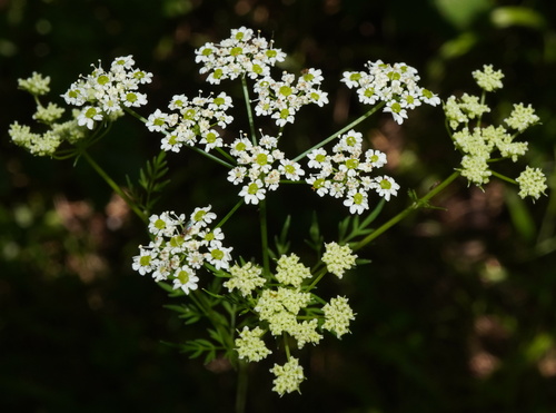 Turnip-root chervil (Chaerophyllum bulbosum)