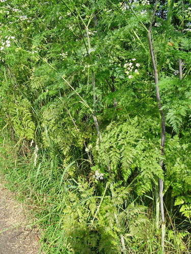 Turnip-root chervil (Chaerophyllum bulbosum)