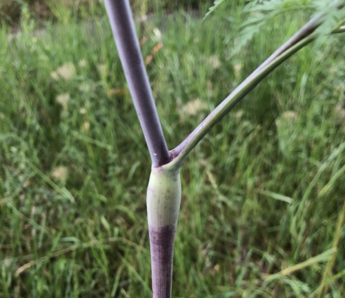 Turnip-root chervil (Chaerophyllum bulbosum)
