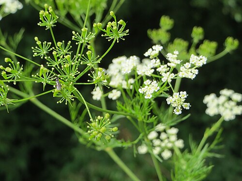 Turnip-root chervil: Knolliger Kälberkropf ( Chaerophyllum bulbosum ) im Landschaftsschutzgebiet Hockenheimer Rheinbogen