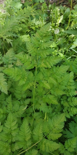 Turnip-root chervil (Chaerophyllum bulbosum)