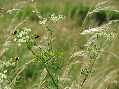 Turnip-root chervil: Knolliger Kälberkropf ( Chaerophyllum bulbosum ) im Landschaftsschutzgebiet Hockenheimer Rheinbogen