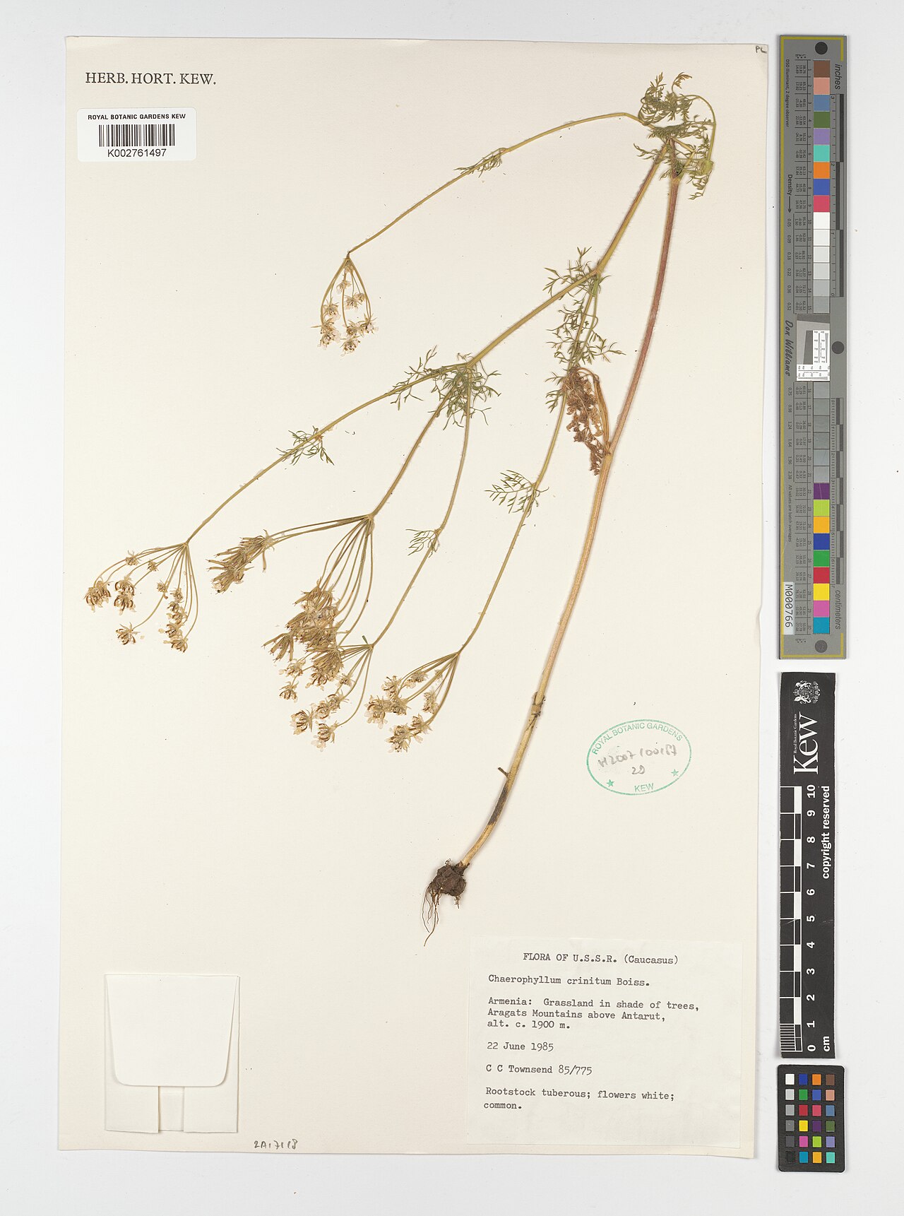 Chaerophyllum crinitum: Chaerophyllum crinitum — Herbarium specimen from U.S.S.R. (Caucasus); Aragats Mountains above Antarut, Armenia. Collected by Townsend, C.C. (1985-06-22). Record