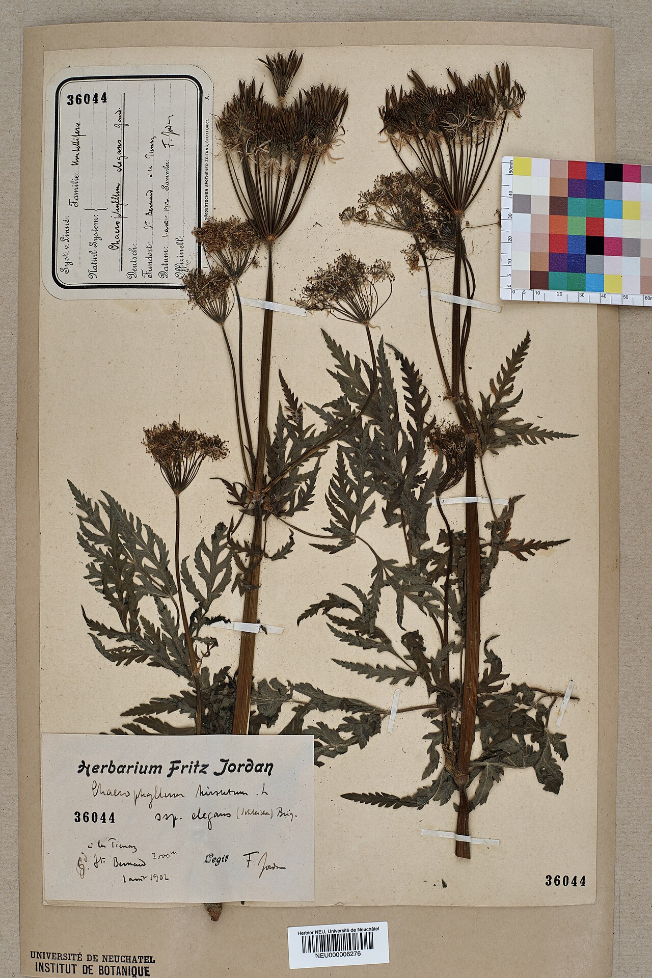 Chaerophyllum elegans: Dried pressed specimen of en:Chaerophyllum elegans