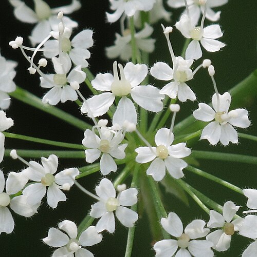 Chaerophyllum hirsutum: Chaerophyllum hirsutum , on the way from Bad Gastein to "Grüner Baum", Austria