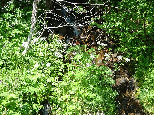 Chaerophyllum hirsutum: Chaerophyllum hirsutum clump