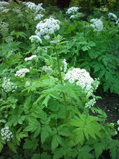 Chaerophyllum hirsutum (Chaerophyllum hirsutum)