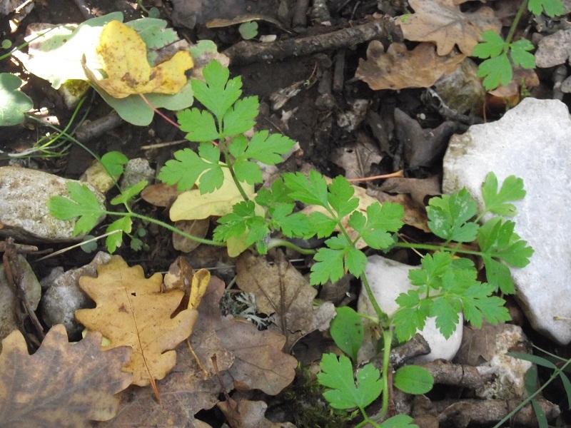 Chaerophyllum nodosum: Chaerophyllum nodosum ou cerfeuil noueux