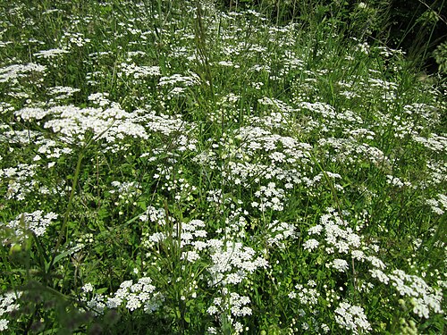 Rough chervil: Hecken-Kälberkropf ( Chaerophyllum temulum ) am Staden in Saarbrücken
