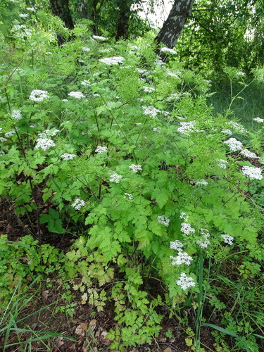 Rough chervil (Chaerophyllum temulum)