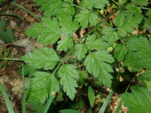Rough chervil (Chaerophyllum temulum)