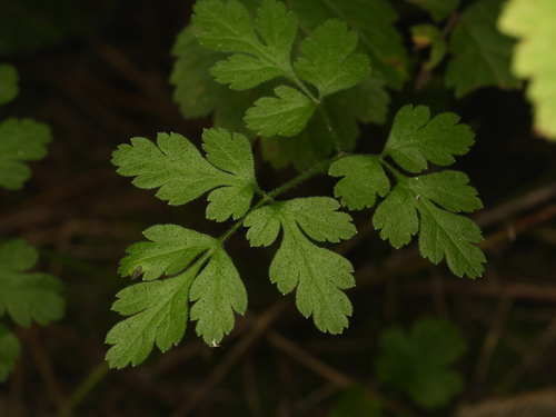 Rough chervil (Chaerophyllum temulum)