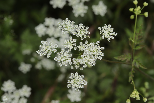 Rough chervil (Chaerophyllum temulum)