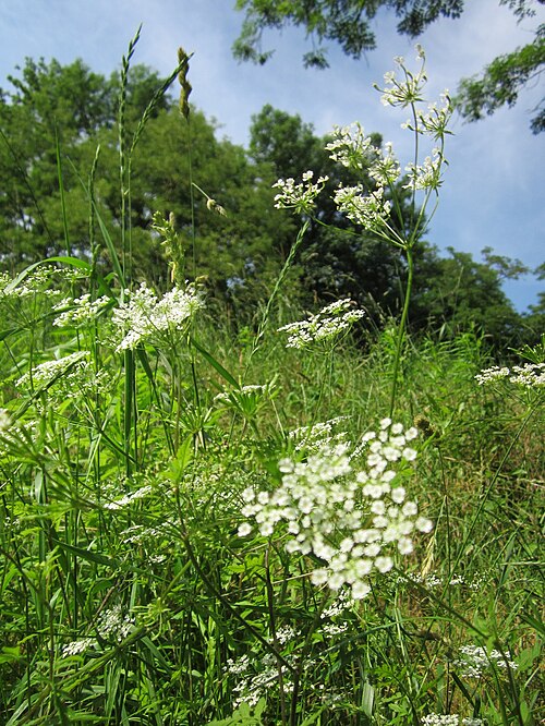 Rough chervil: Hecken-Kälberkropf ( Chaerophyllum temulum ) im Schwetzinger Hardt