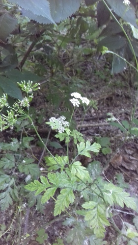 Rough chervil (Chaerophyllum temulum)