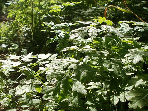 Rough chervil: Hecken-Kälberkropf ( Chaerophyllum temulum ) an der Saar in Saarbrücken