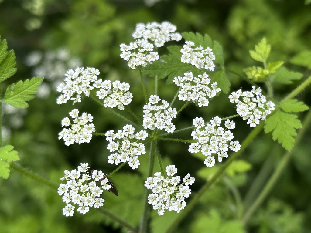 Rough chervil (Chaerophyllum temulum)