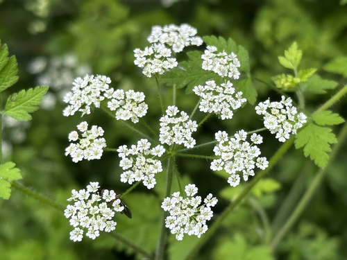 Rough chervil (Chaerophyllum temulum)