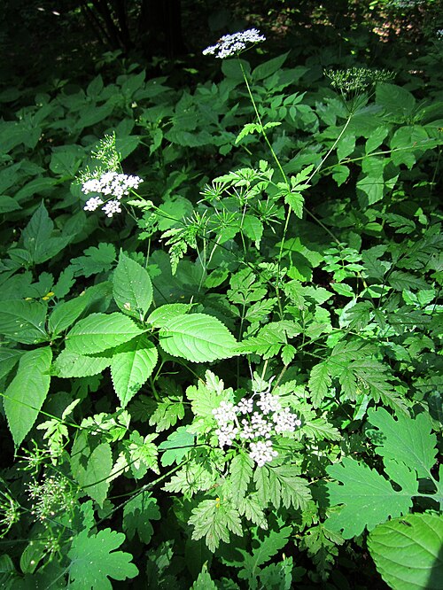 Rough chervil: Hecken-Kälberkropf ( Chaerophyllum temulum ) im Schwetzinger Hardt
