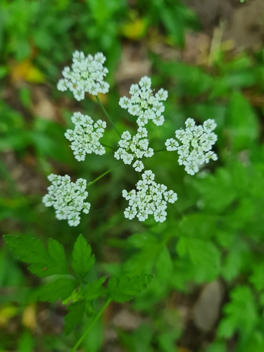 Rough chervil (Chaerophyllum temulum)