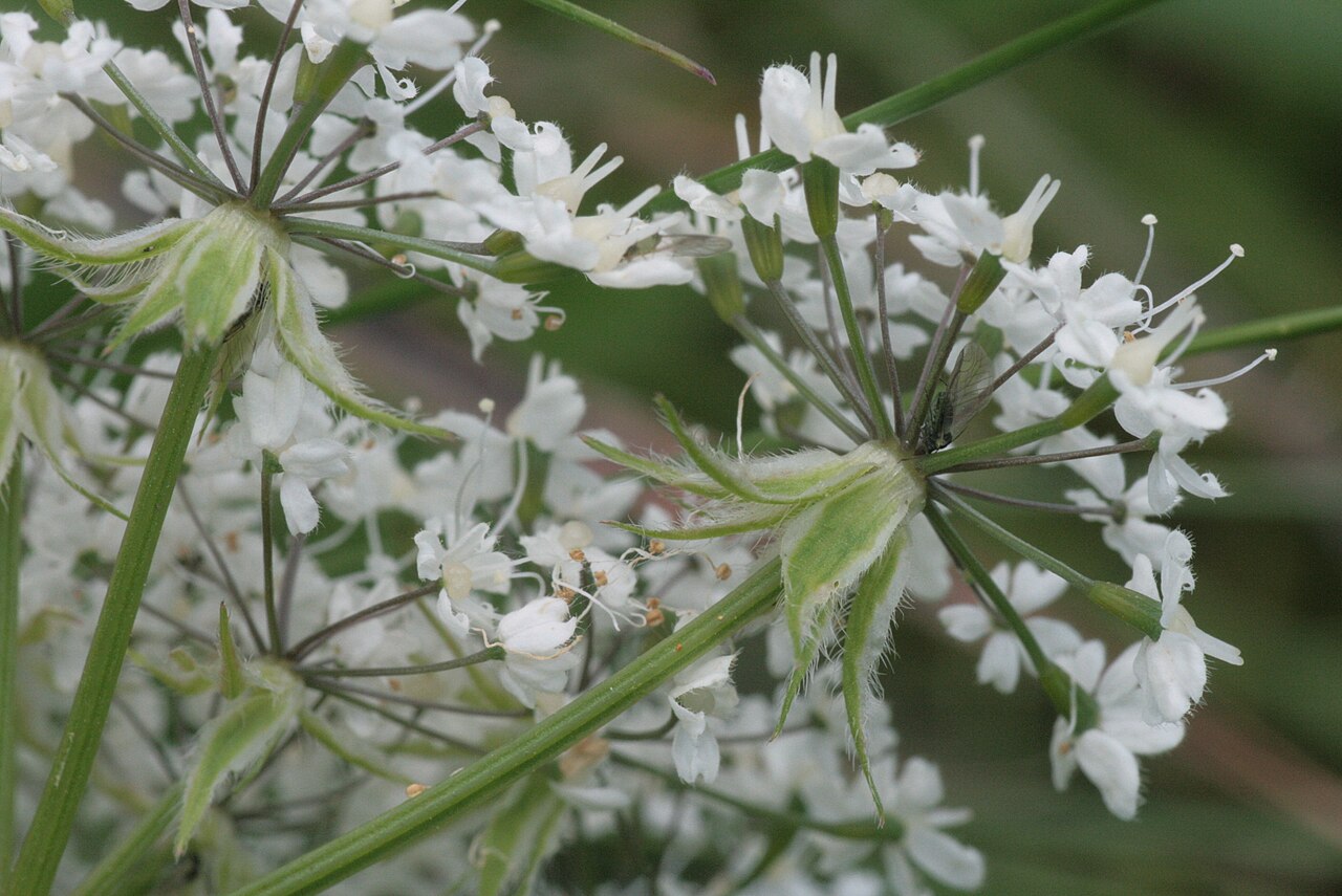 Chaerophyllum villarsii: Chaerophyllum villarsii