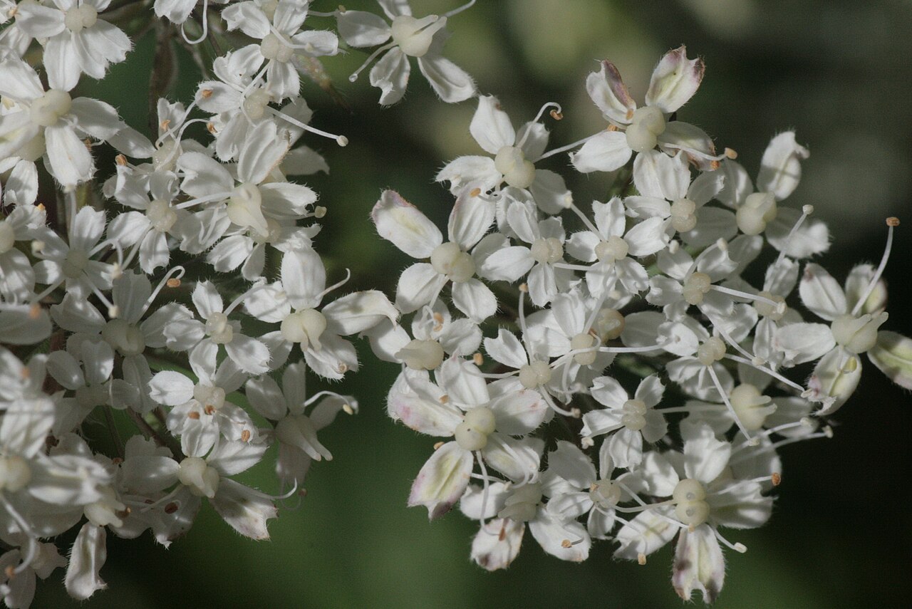Chaerophyllum villarsii: Chaerophyllum villarsii