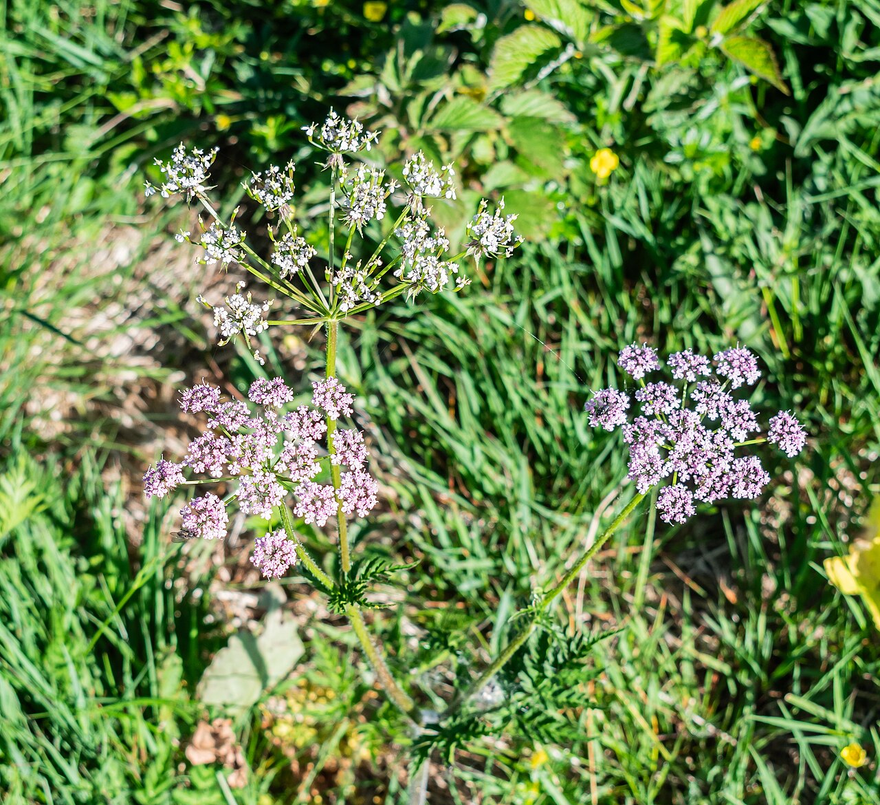 Chaerophyllum villarsii: Chaerophyllum villarsii in commune of Arâches-la-Frasse , Haute-Savoie, France