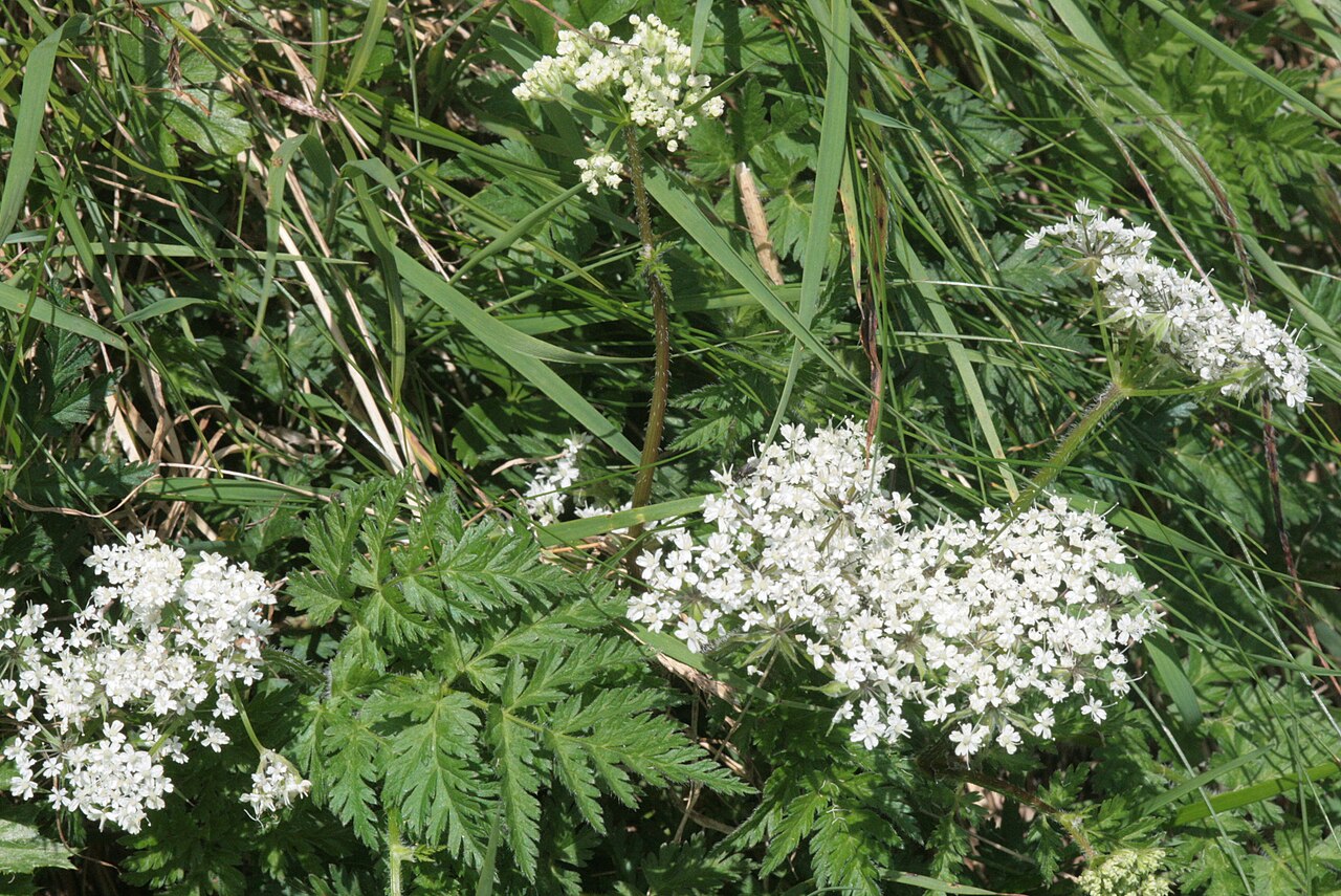 Chaerophyllum villarsii: Chaerophyllum villarsii