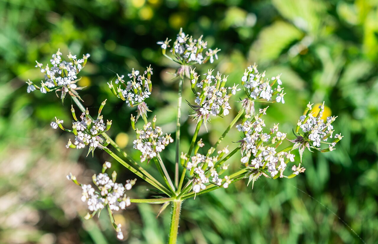 Chaerophyllum villarsii: Chaerophyllum villarsii in commune of Arâches-la-Frasse , Haute-Savoie, France