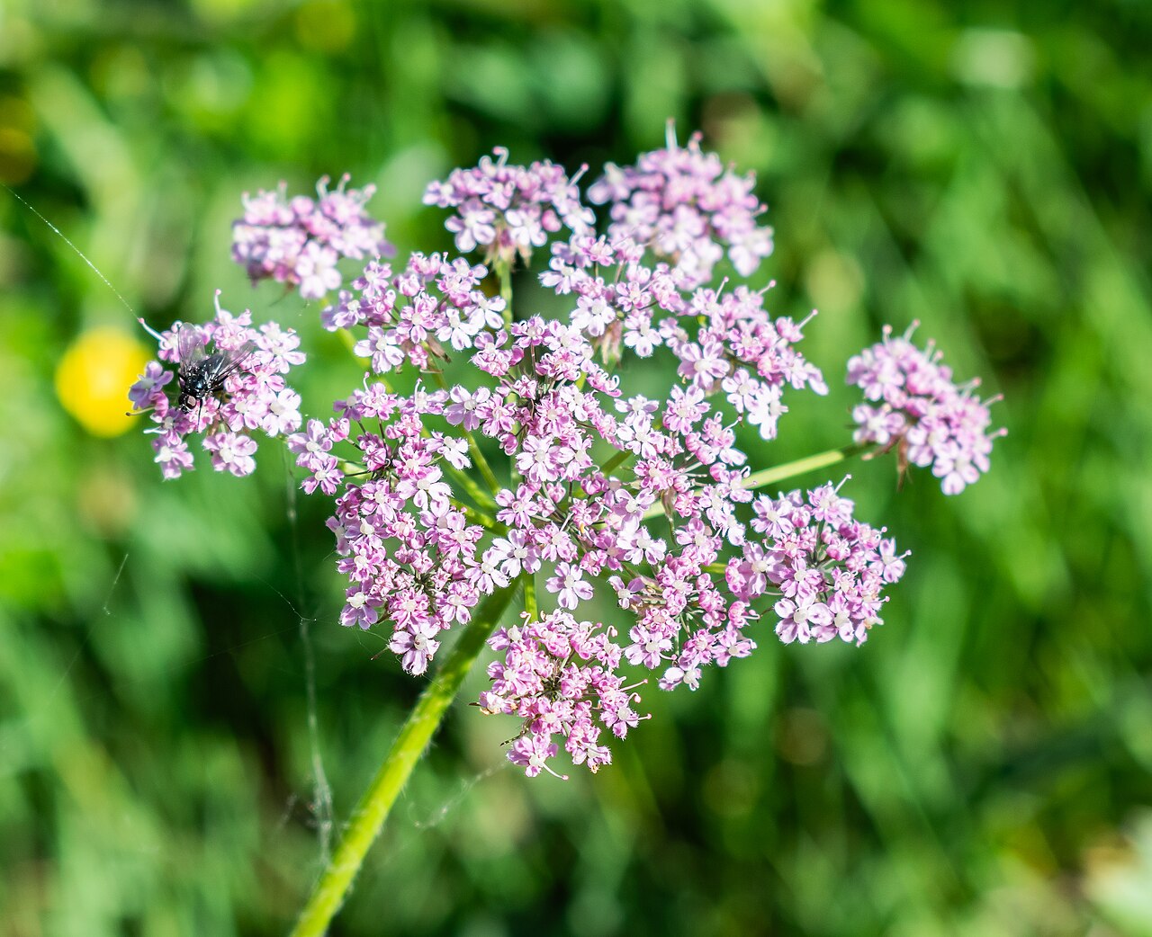 Chaerophyllum villarsii: Chaerophyllum villarsii in commune of Arâches-la-Frasse , Haute-Savoie, France