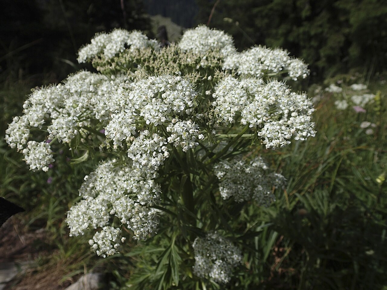 Chaerophyllum villarsii: Alpen-Kälberkropf (Chaerophyllum villarsii) - Brecherspitz
