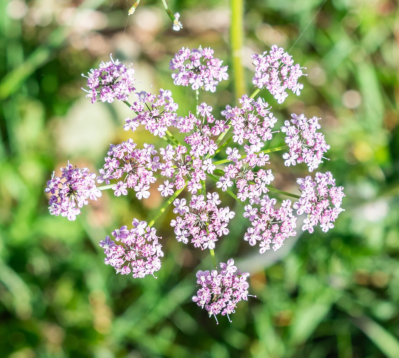 Chaerophyllum villarsii: Chaerophyllum villarsii in commune of Arâches-la-Frasse , Haute-Savoie, France