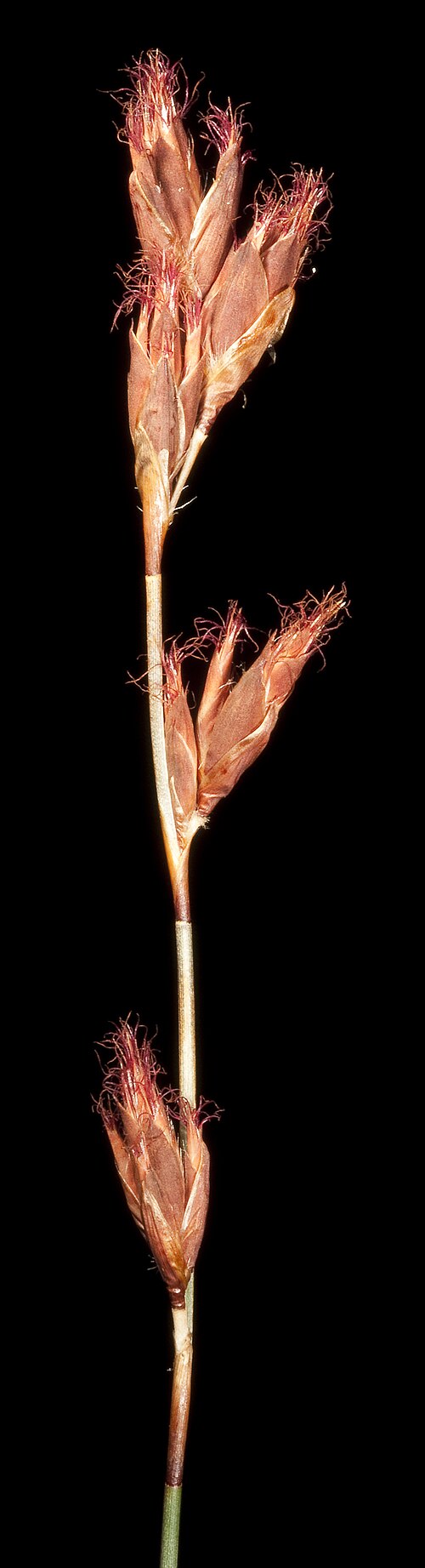 Chaetanthus aristatus: KRT4522