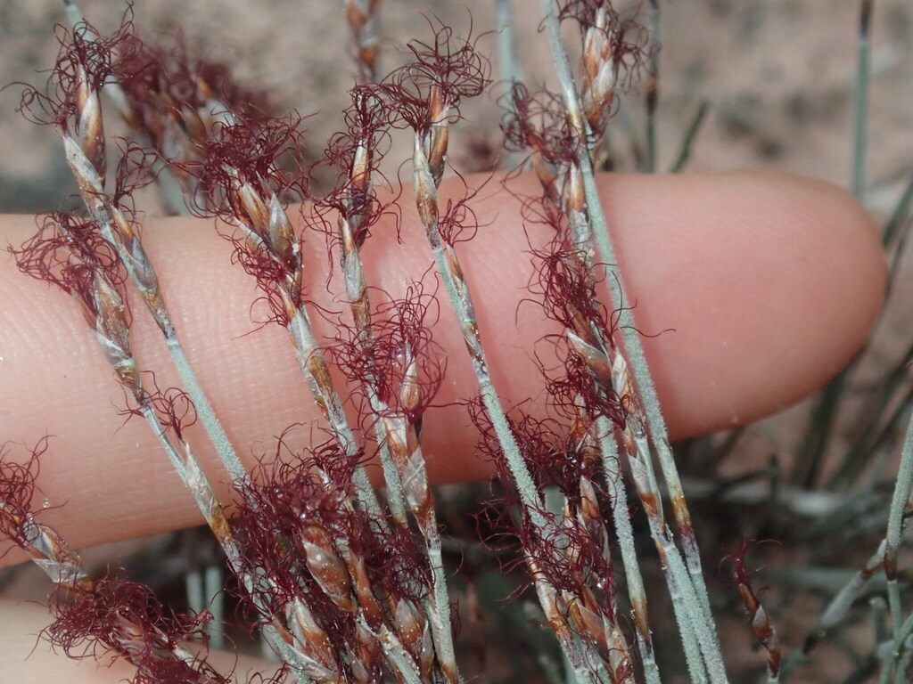 Chaetanthus tenellus (Chaetanthus tenellus)