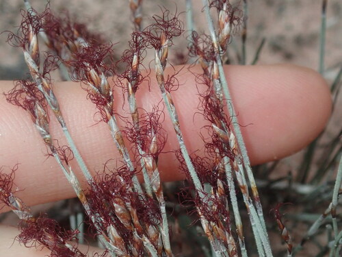 Chaetanthus tenellus (Chaetanthus tenellus)