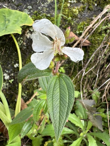 Chaetogastra ciliaris (Chaetogastra ciliaris)