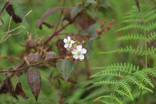 Chaetogastra ciliaris (Chaetogastra ciliaris)