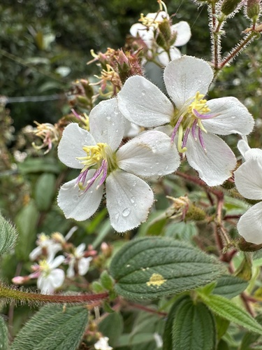 Chaetogastra ciliaris (Chaetogastra ciliaris)