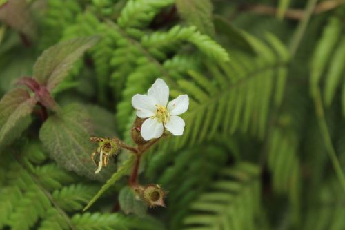 Chaetogastra ciliaris (Chaetogastra ciliaris)