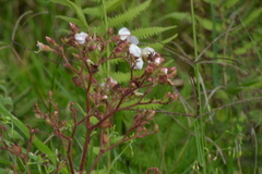 Chaetogastra ciliaris (Chaetogastra ciliaris)