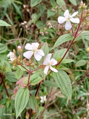 Chaetogastra ciliaris (Chaetogastra ciliaris)