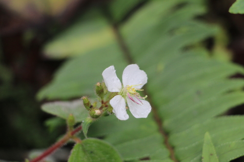 Chaetogastra ciliaris (Chaetogastra ciliaris)