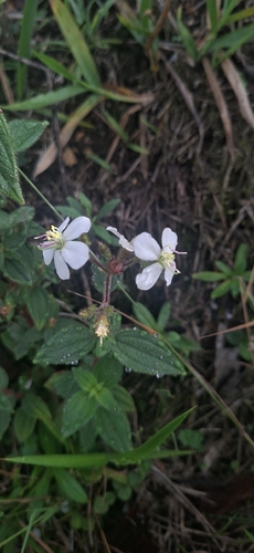 Chaetogastra ciliaris (Chaetogastra ciliaris)