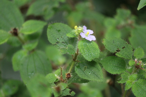 Chaetogastra clinopodifolia (Chaetogastra clinopodifolia)