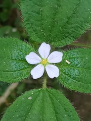 Chaetogastra clinopodifolia (Chaetogastra clinopodifolia)