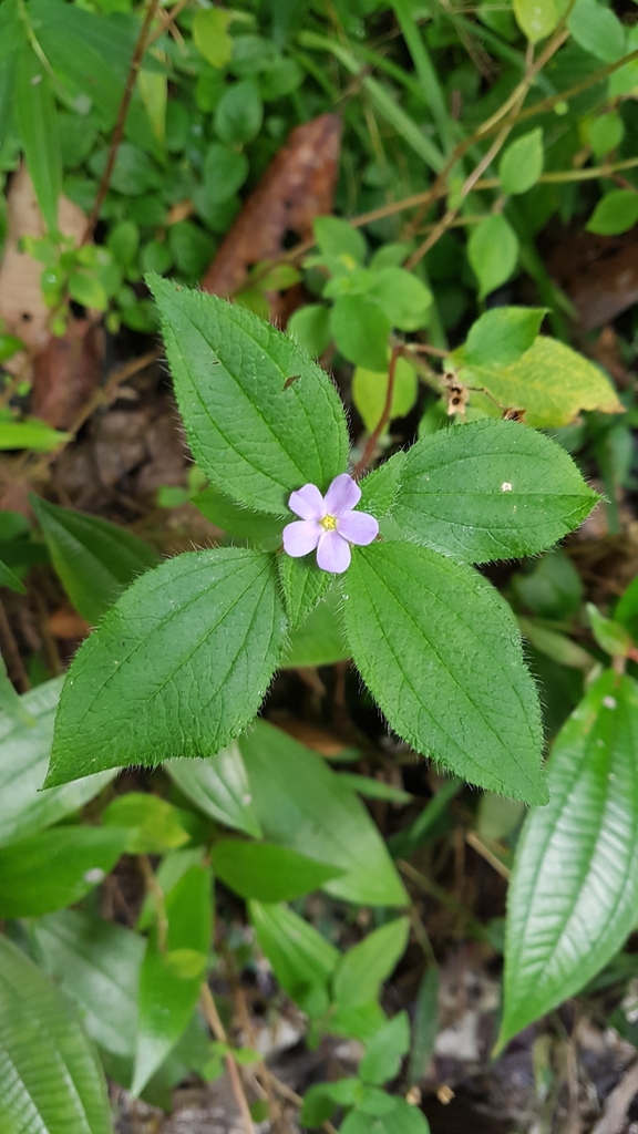 Chaetogastra clinopodifolia (Chaetogastra clinopodifolia)