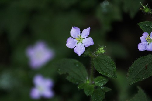 Chaetogastra clinopodifolia (Chaetogastra clinopodifolia)