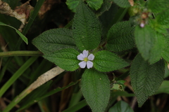 Chaetogastra clinopodifolia (Chaetogastra clinopodifolia)